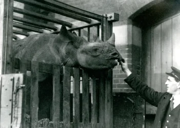 Eliza, un rhinocéros noir, prend de la nourriture dans la main de son gardien à son arrivée au zoo de Londres, 1923